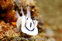 smiling nudibranch by Armando Gasse 